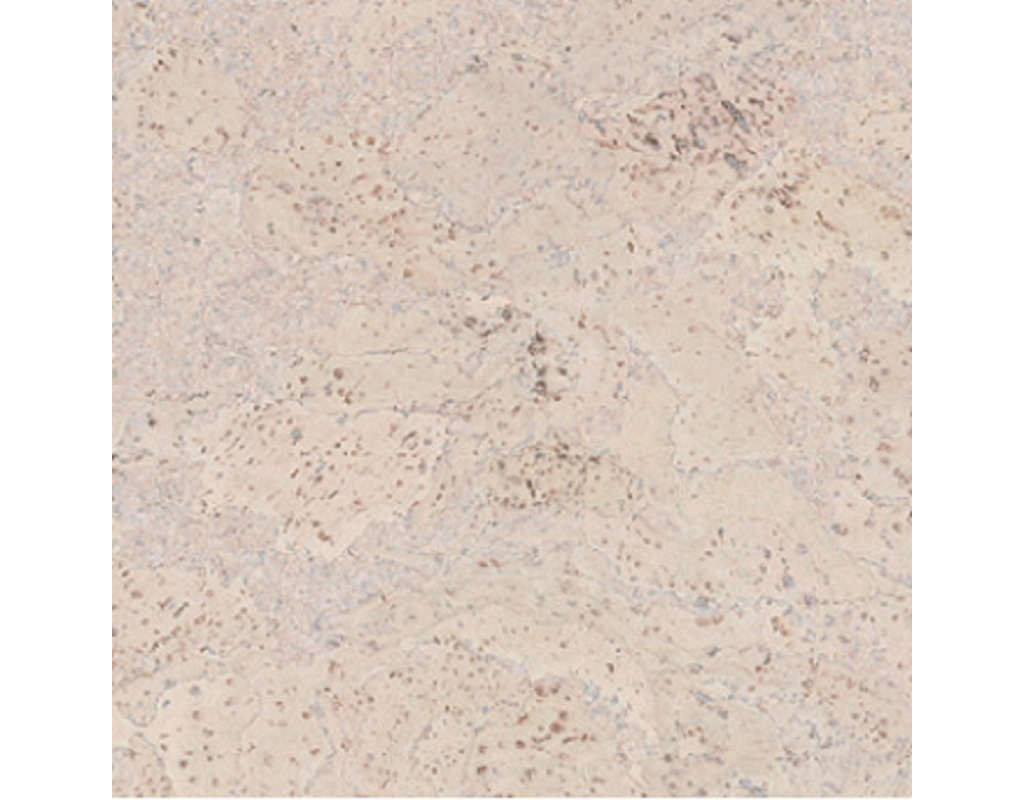 Korkplus Kork-Fertigparkett HDF Salsa perlweiss Hartwachs-Öl 900x300x12mm